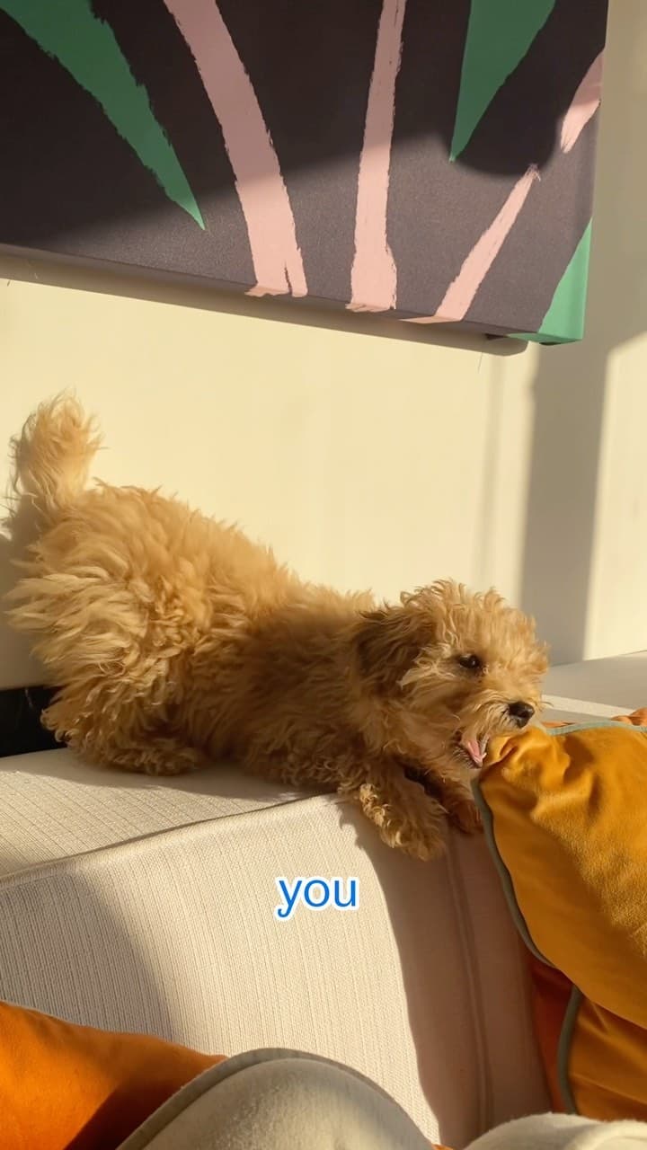 Dog chewing on clothes