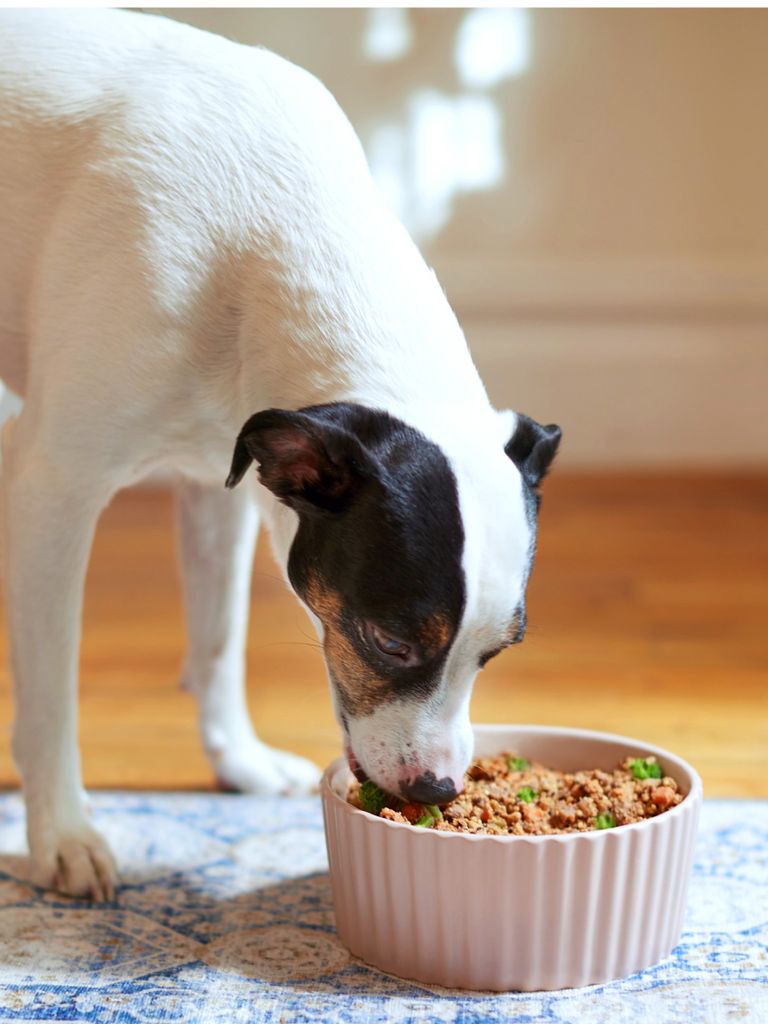 Chicken eating clearance dog food