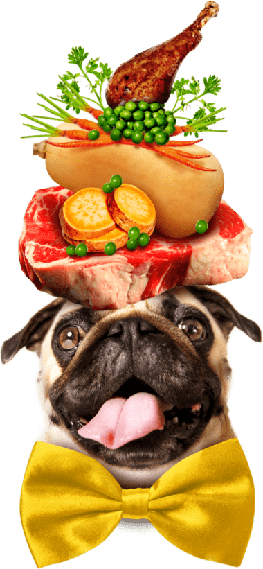 A pug dog wearing a large yellow bowtie, and balancing vegetables on his head