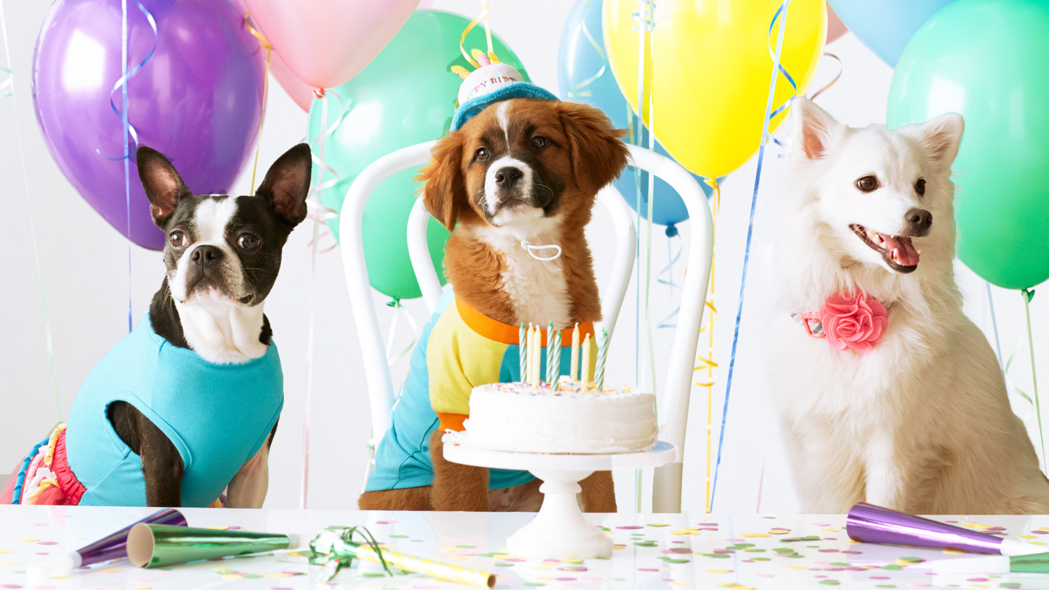 DOG PARTY IDEAS | PetPlate