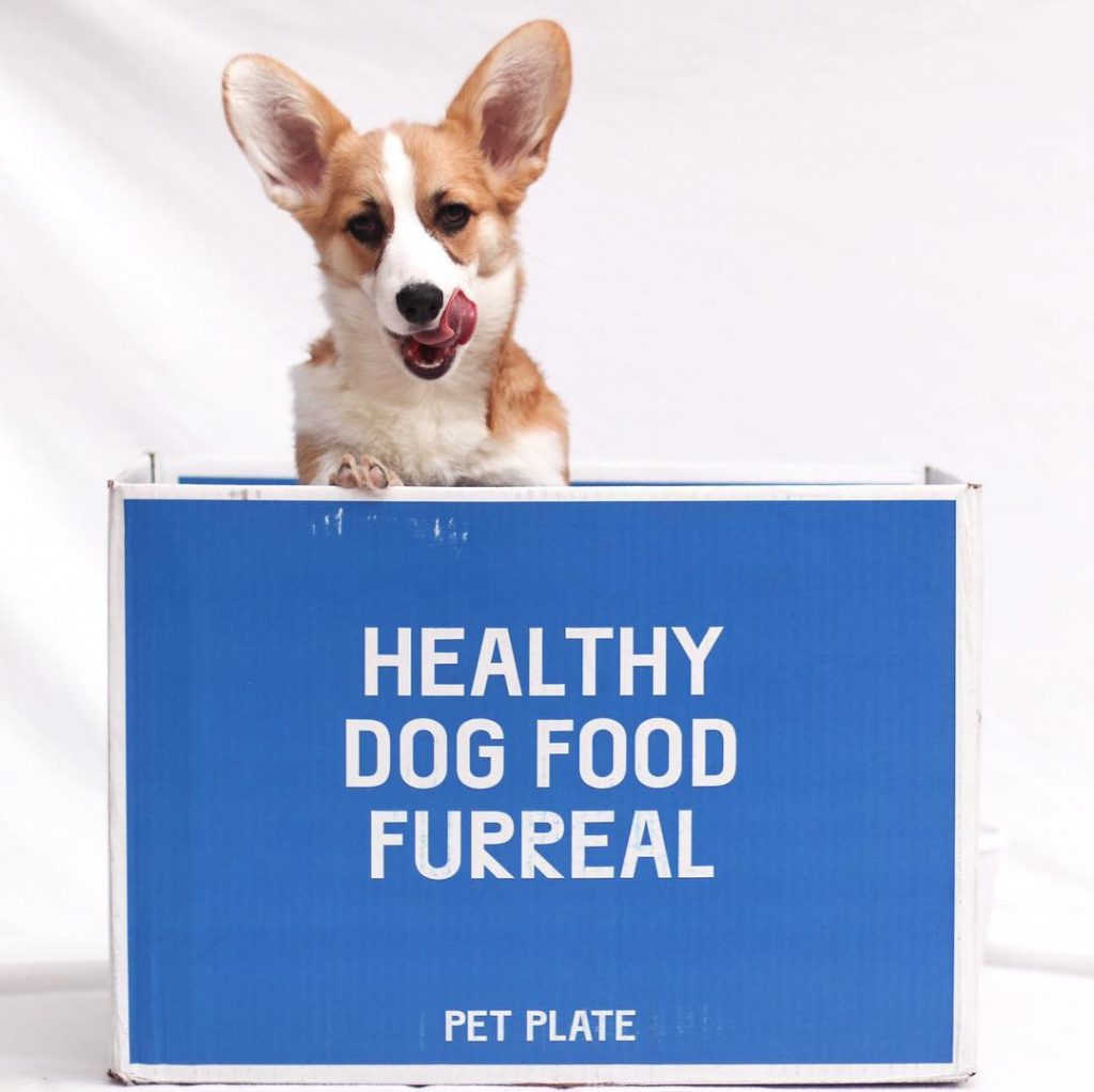 7 Tips To Keep Your Dog Healthy and Happy | PetPlate