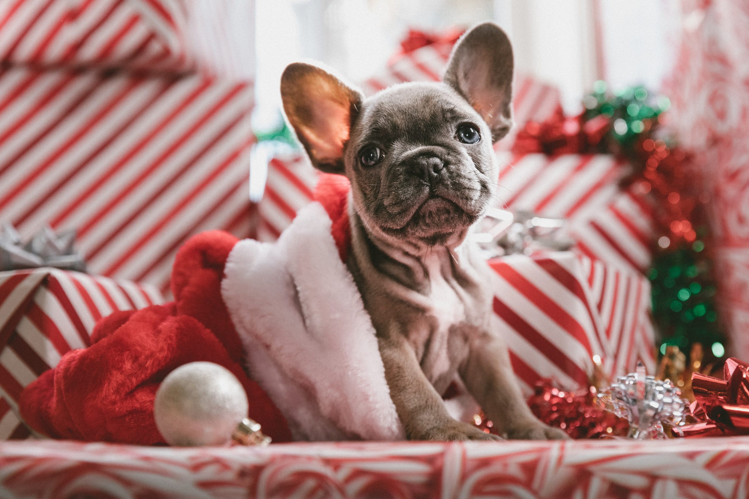 gifts for pet parents