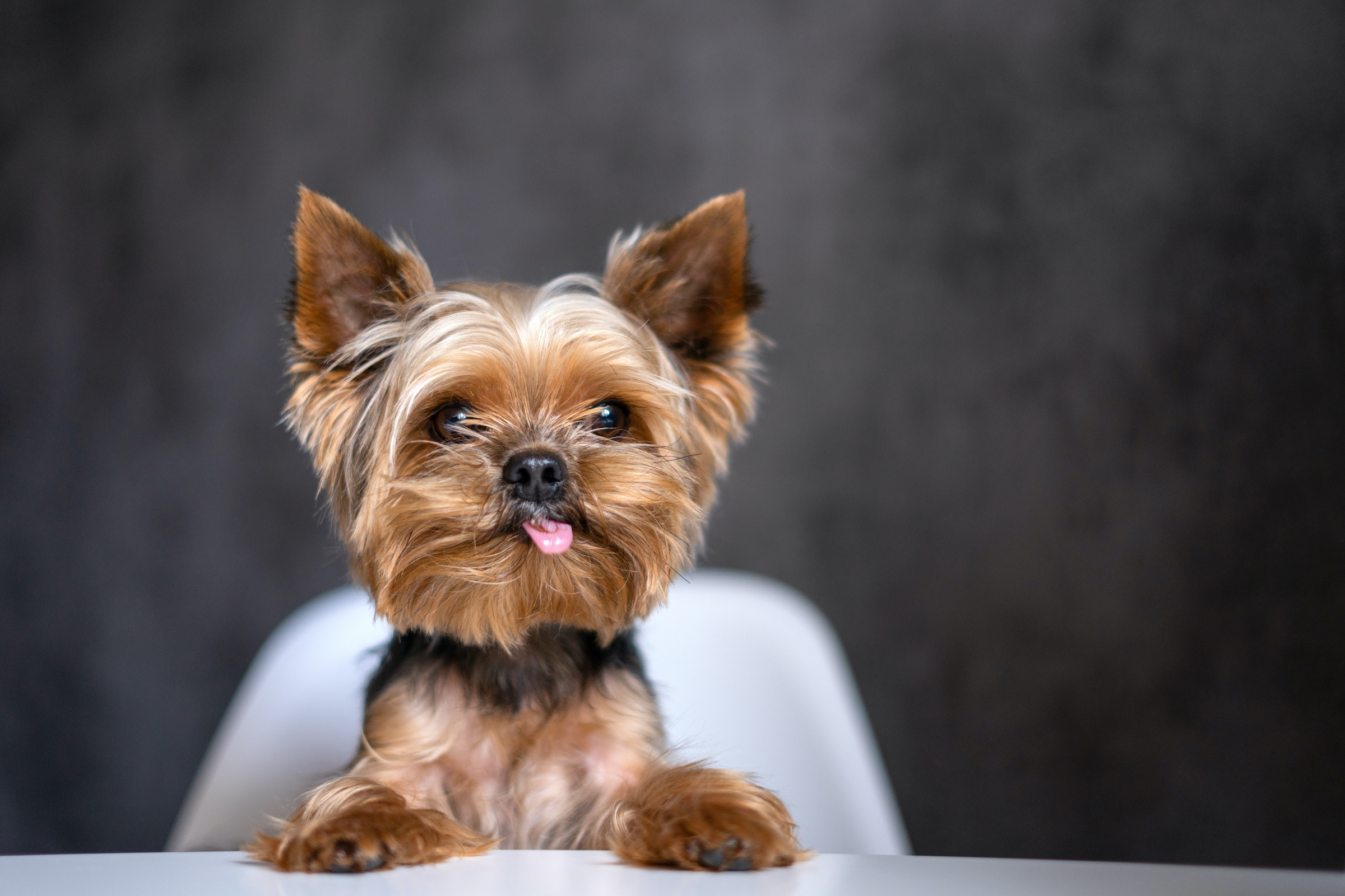 how many times a day does a yorkie eat