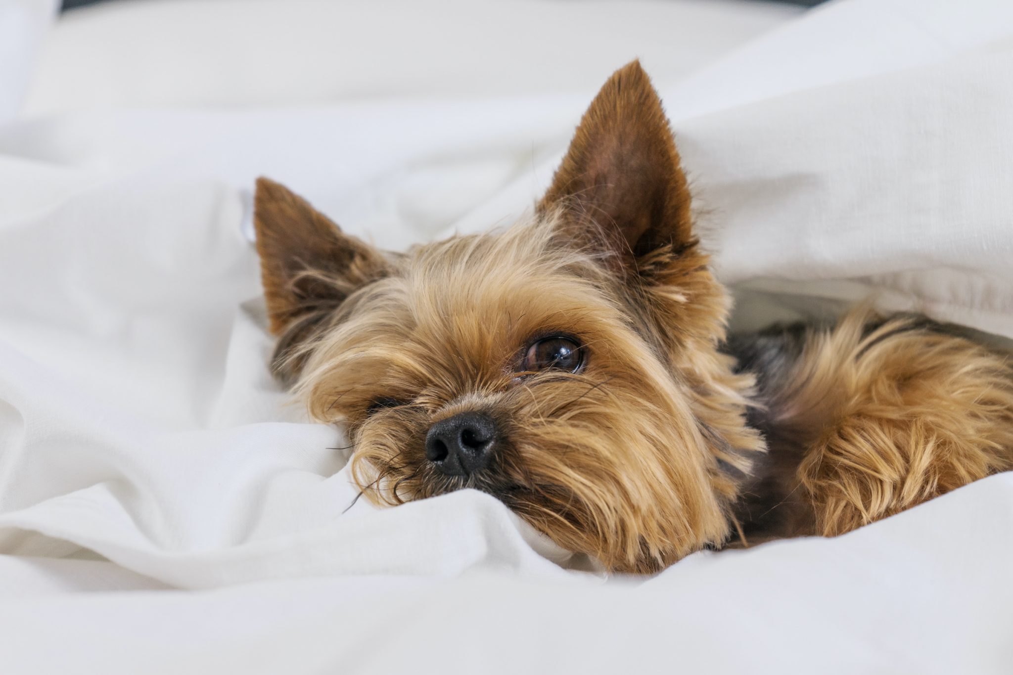 Diet & Nutrition Guide: Yorkies | PetPlate