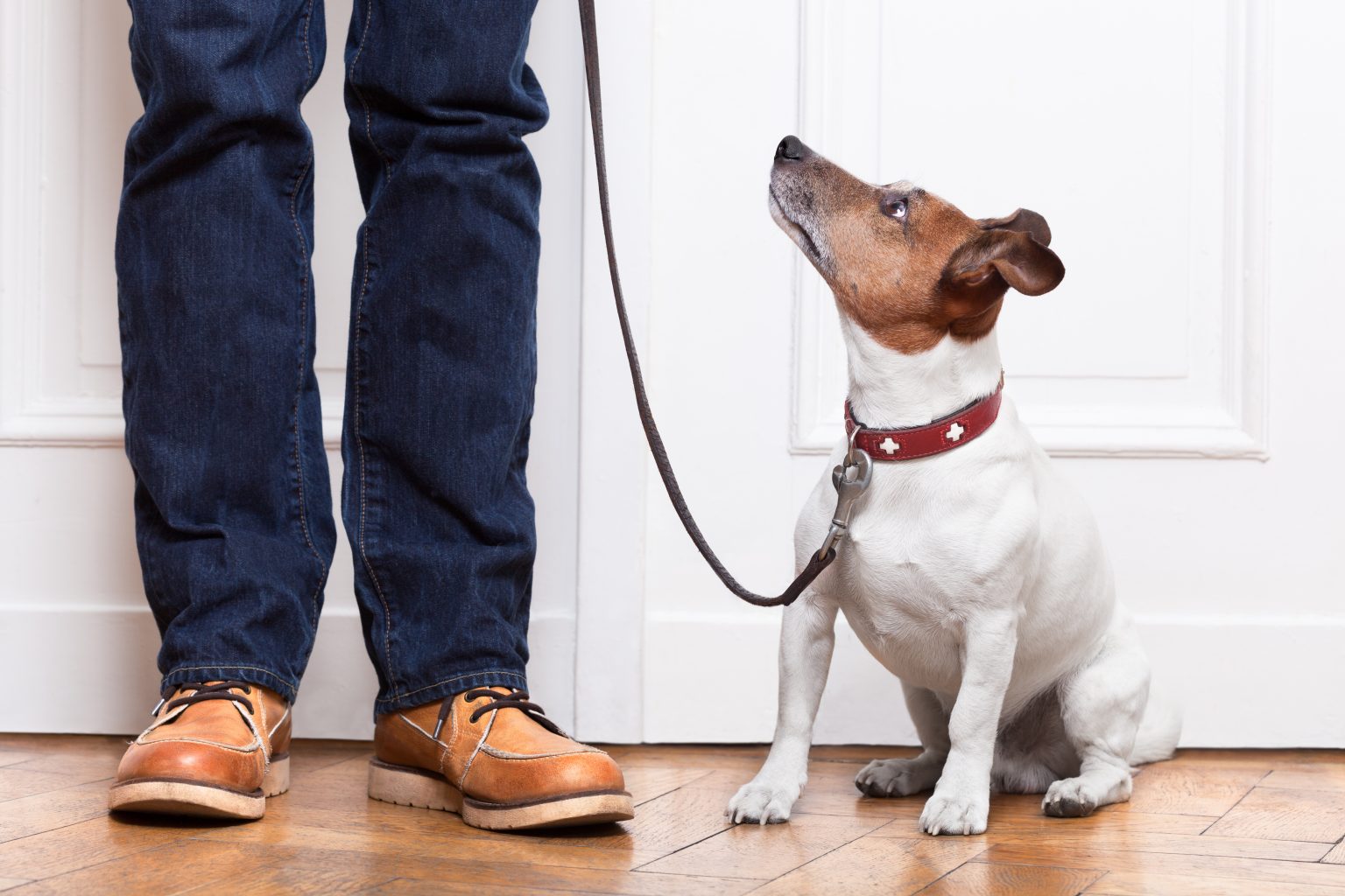 Positive Reinforcement Dog Training Techniques Treats PetPlate