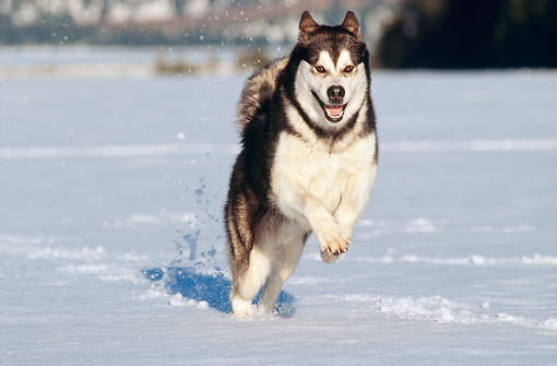 AlaskanMalamute2