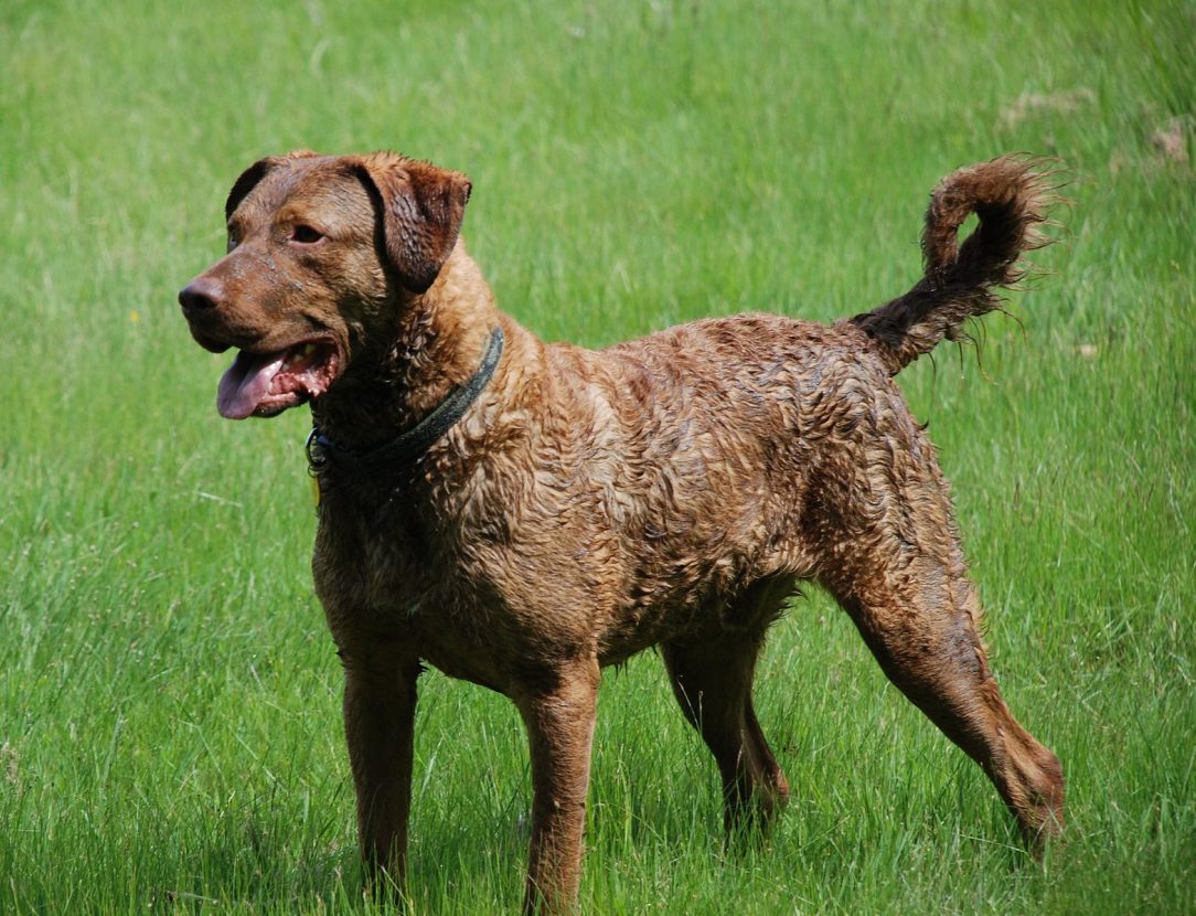 Chesapeake Bay Retriever1