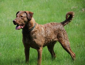 Chesapeake Bay Retriever1