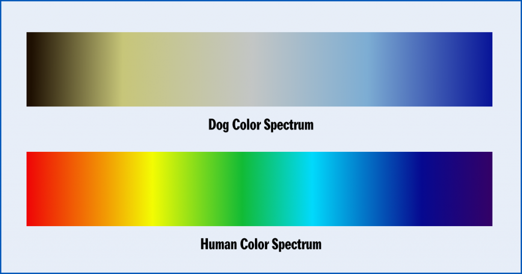 can-dogs-see-color-what-colors-can-dogs-see-and-more-petplate