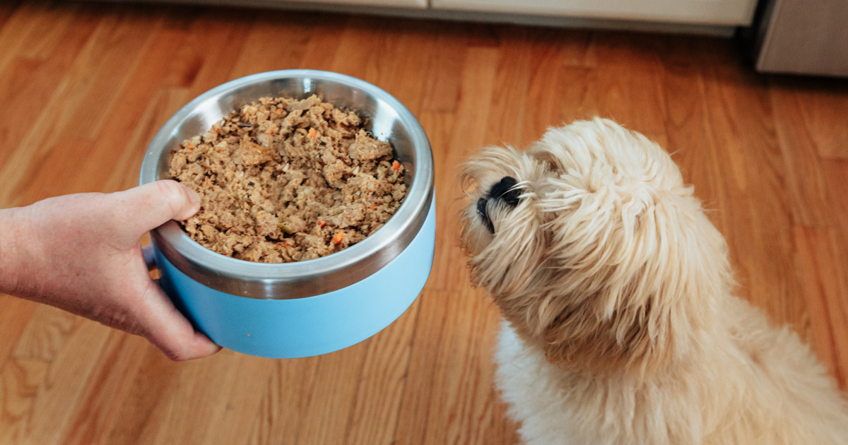 how much wet food should i feed my dog