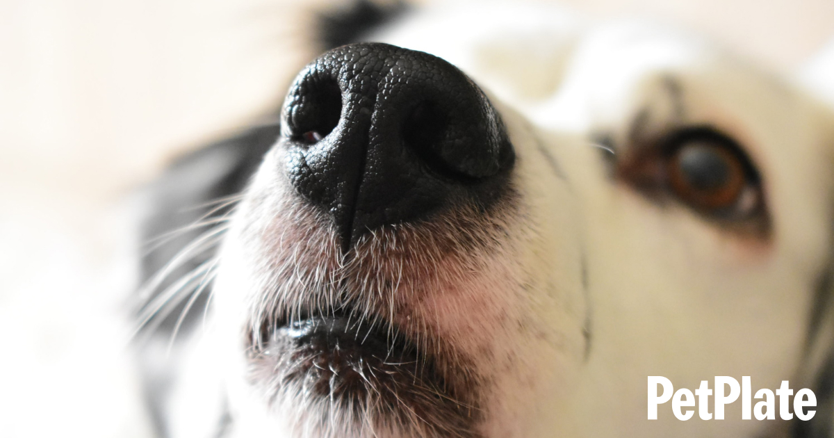do dogs like human smell
