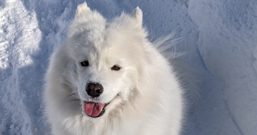 Breed Guide: Cold Weather Dogs | PetPlate | PetPlate