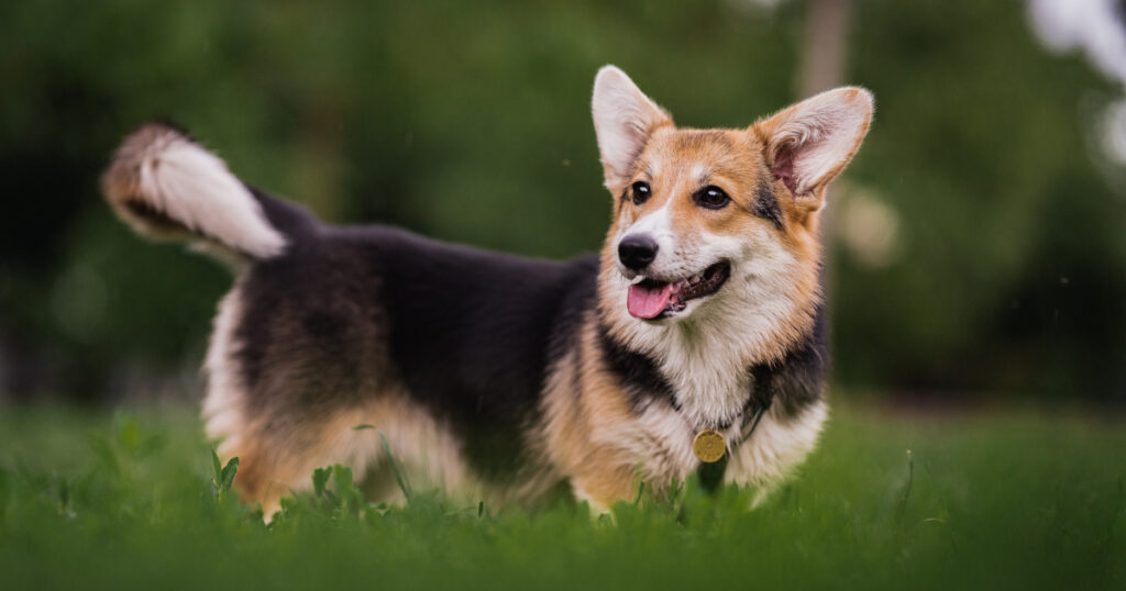 Diet & Nutrition Guide: Corgis | PetPlate