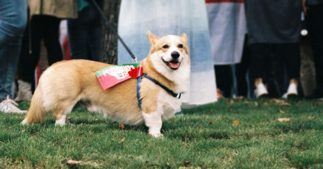 Diet & Nutrition Guide: Corgis | PetPlate