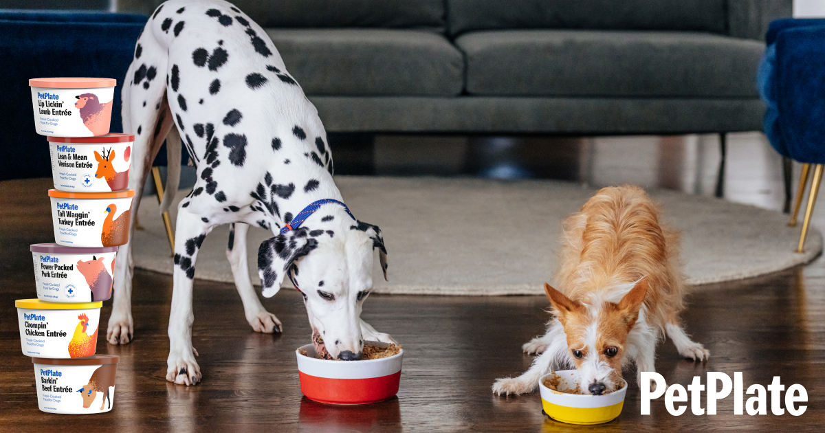 is kibble bad for dogs