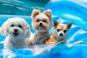 3 dogs on pool float