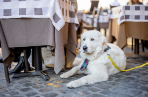 dog at restaurant