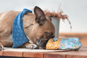 Dog sniffing for treats