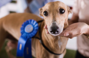 dog with 1st place ribbon