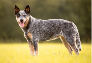 australian cattle dog