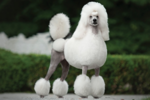 poodle