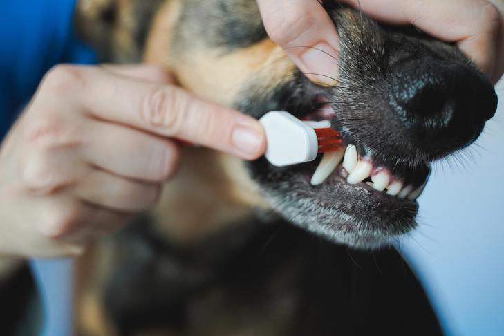 Vet doctor brushing dog teeth for dental care Pet owner cleaning canine mouth