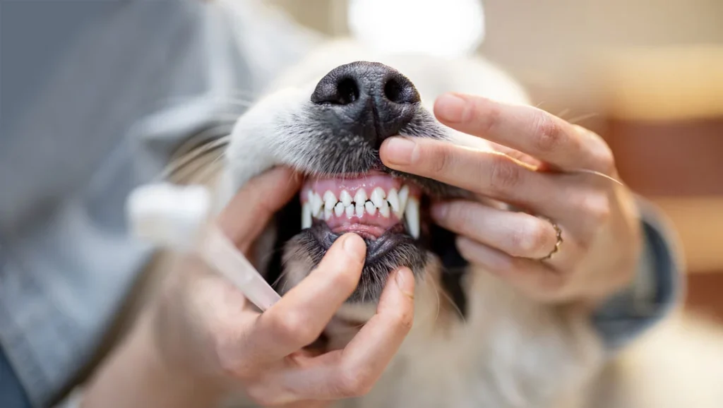 dog teeth one