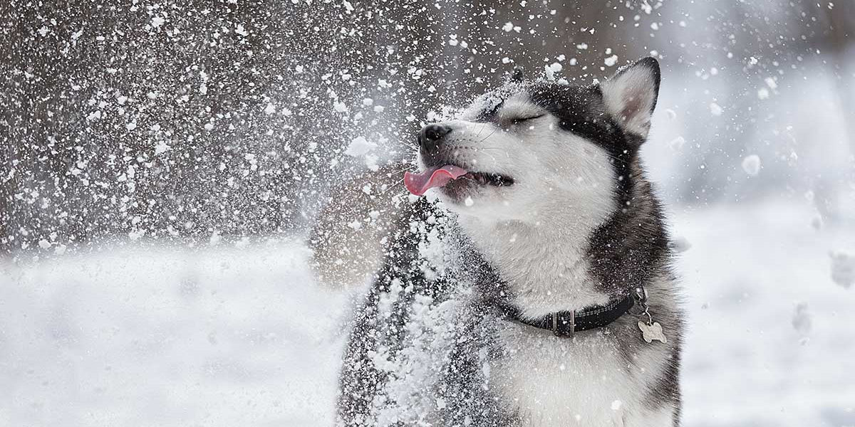 Frosty the Snow-dog: How to Keep Your Dog Happy in the Snow | PetPlate