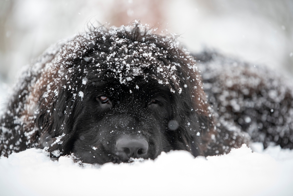 Newfoundland,Dog,Covered,With,Snow